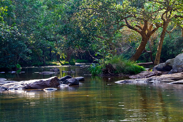 River running in Forest River flowing in the midst of green, wooded area at Kaveri Nisargadhama near Kushalnagara, Kodagu district, Karnataka, India, Asia karnataka stock pictures, royalty-free photos & images
