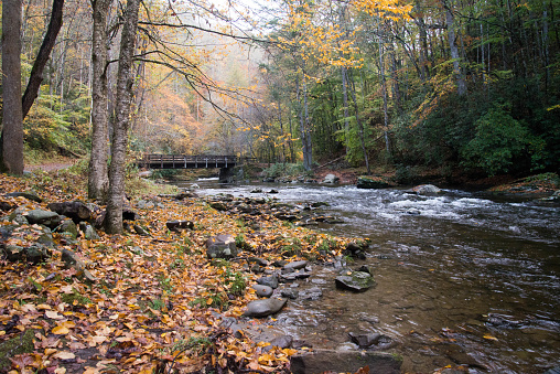 Autumn scene with a river, a bridge in the background, and golden leaf autumn colors.  Location is the Great Smoky Mountains Park at Deep Creek.