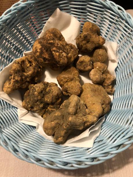 fotografii de stoc, fotografii și imagini scutite de redevențe cu trufe - fresh white truffles for sale