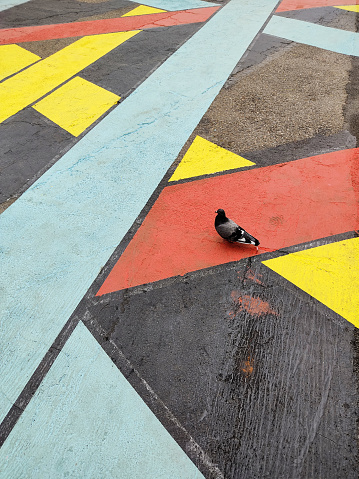 Colored stripes in pedestrian crossing with pigeon. Road colorful markings in Milan. Painted asphalt with yellow, blue and red