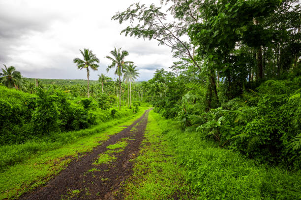 Road deep in the tropical dense vibrant lush forest Road deep in the tropical dense vibrant lush forest. apia samoa stock pictures, royalty-free photos & images