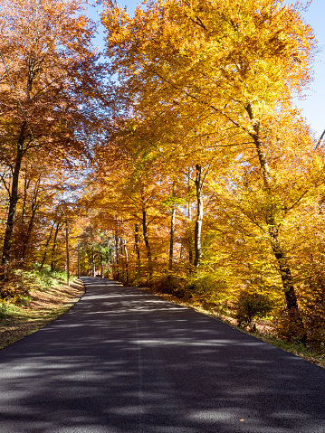 Road in a woodland in autumn