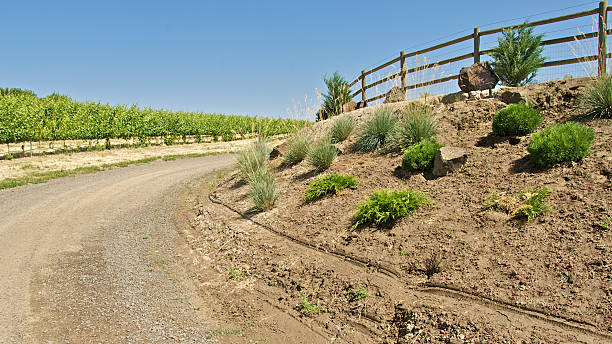 Road In Vineyard stock photo