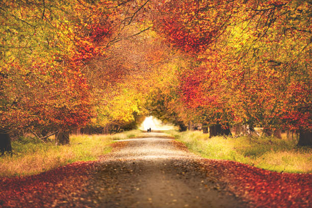 Road is in autumn forest background picture, out of focus stock photo