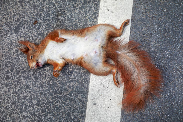 Road killed squirrel Road killed female squirrel laying on the asphalt dead squirrel stock pictures, royalty-free photos & images