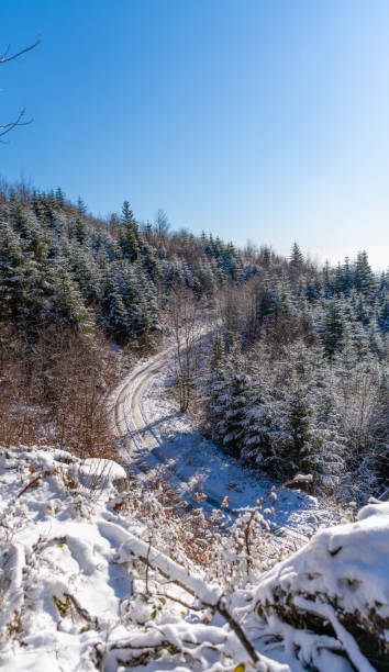 a road leading through a winter forest - tadic stockfoto's en -beelden
