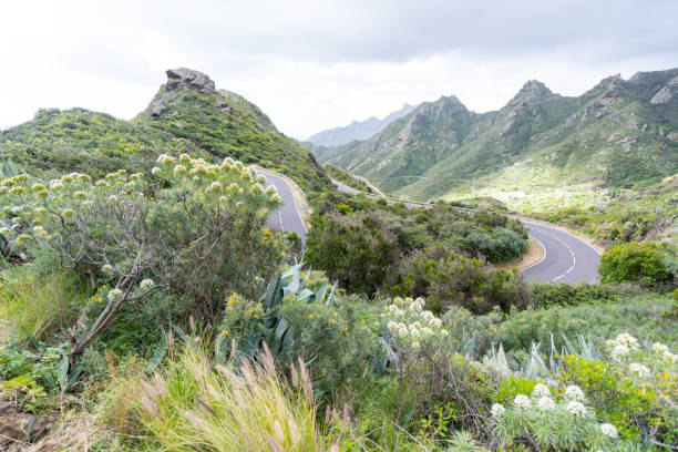 Road on La Gomera, Canary Islands. stock photo