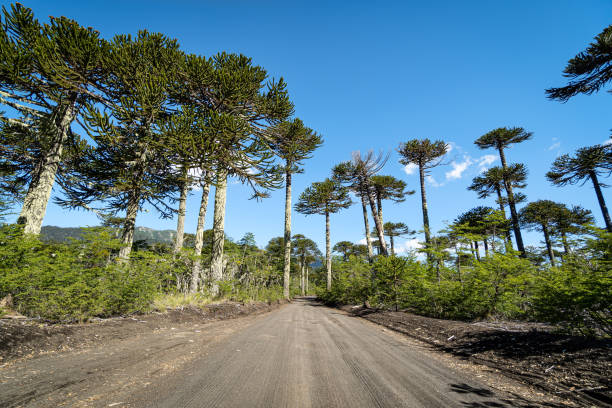 Road through Araucarias forests in Conguillio National Park stock photo