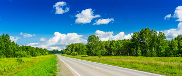 road to horizon among young birch forest, panoramic summer shot, bright blue cloudy sky stock photo