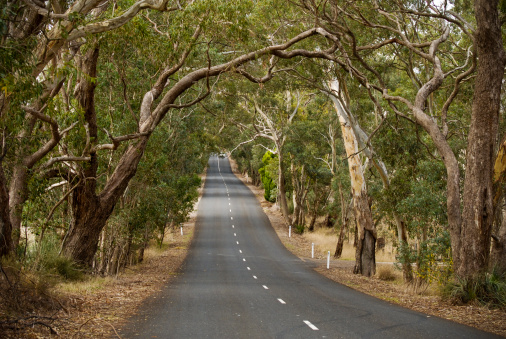 Gum Trees (Eucalyptus) line both sides of this road in the Barossa Valley.