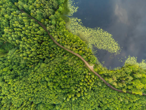 road winding through the woods on the shore of the lake in Warmia Mazury aerial stock photo