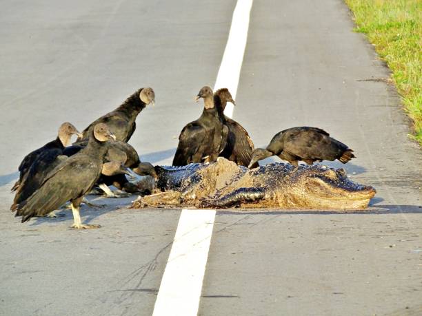 Roadkill - Alligator and Black Vultures in the road - close-up Alligator crossed the road from a canal when hit and killed american black vulture stock pictures, royalty-free photos & images
