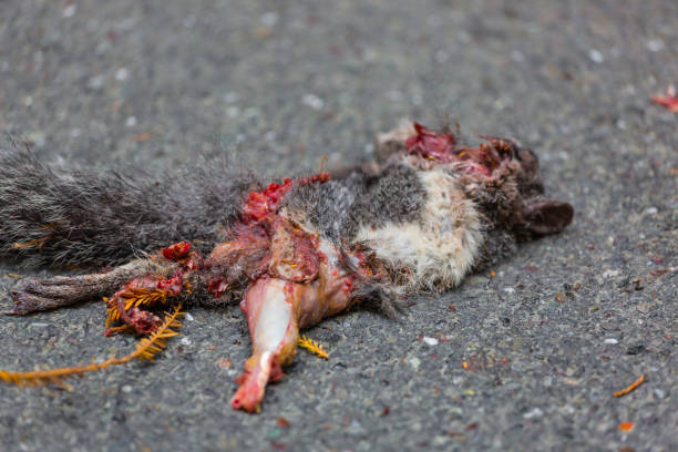 Roadkill squirrel on a highway asphalt Roadkill squirrel on a highway asphalt dead squirrel stock pictures, royalty-free photos & images
