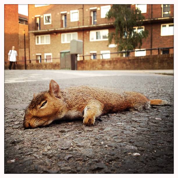 Roadkill Squirrel A run over squirrel lying on a street in London, UK. Shot with an iPhone 4s. dead squirrel stock pictures, royalty-free photos & images
