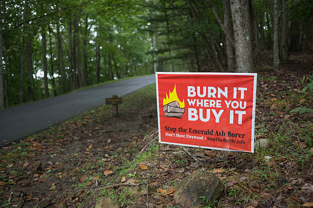 Roadside Sign Regarding the Emerald Ash Borer Mullens, WV, USA - September 15, 2014: Roadside sign in Twin Falls Resort State Park regarding stopping the spread of the Emerald Ash Borer. Firewood is known to be a major pathway for the spread of this invasive insect. emerald ash borer stock pictures, royalty-free photos & images