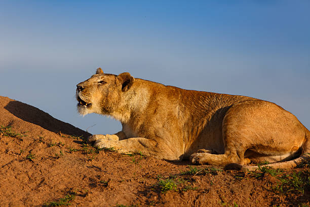 Roaring female Lion in Masai Mara, Kenya stock photo
