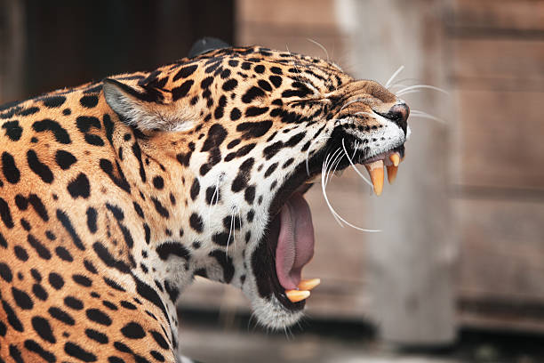 roaring jaguar. portrait  of wild animal - jaguar kattdjur bildbanksfoton och bilder