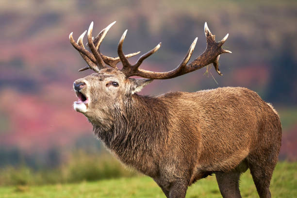 Roaring Stag stock photo