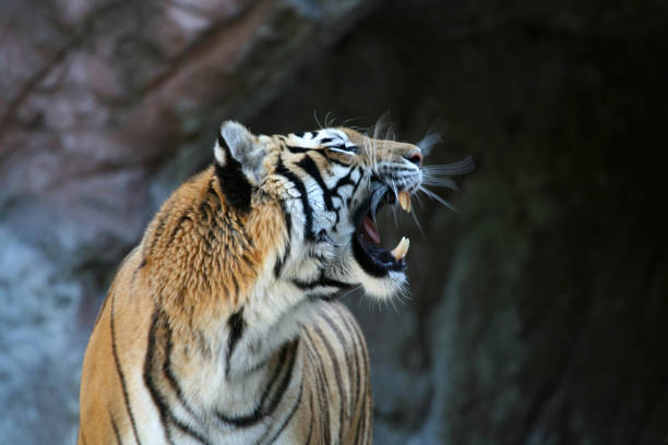 Roaring tiger with motion blur 2  animals in captivity stock pictures, royalty-free photos & images
