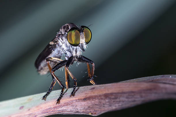 Robber Fly stock photo