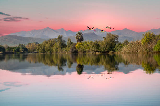 南アフリカ西ケープのロバートソン・ブリード川と飛ぶ鳥 - 南アフリカ共和国 ストックフォトと画像