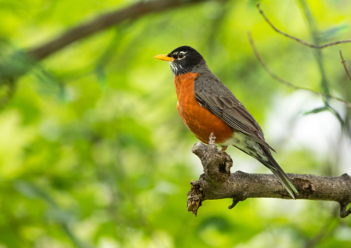 An American robin feeds on red berry in winter in the Canadian boreal forest.