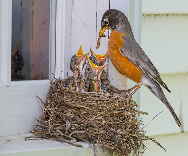 Robin Feeding Her Young This robin is feeding her babies.  It is an easy target when the beaks are that far open! bird's nest stock pictures, royalty-free photos & images