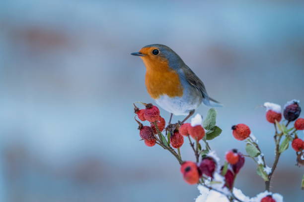 Robin in winter stock photo