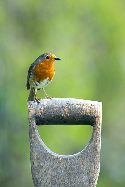 Photo of Robin perching on garden spade