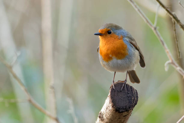 Robin Robin on perch bird stock pictures, royalty-free photos & images