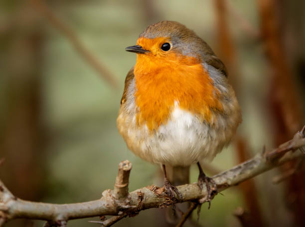 A robin sits on a branch and fluffs up it's feathers against the cold stock photo