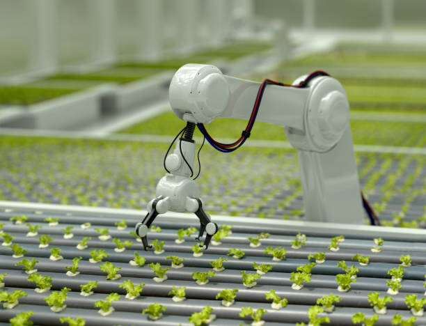 3D Robotic arm harvesting lettuce 3D Robotic arm harvesting hydroponic lettuce in a greenhouse - technology concepts hydroponics stock pictures, royalty-free photos & images
