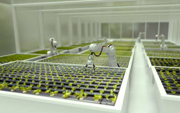 3D robots growing lettuce in a greenhouse 3D robots growing lettuce in a greenhouse - automated processes concepts hydroponics stock pictures, royalty-free photos & images