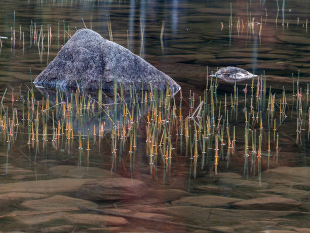 Rock and reeds reflecting in pool of still water stock photo