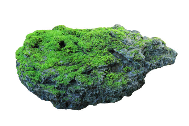Rock covered in green moss isolated on white background for design stock photo