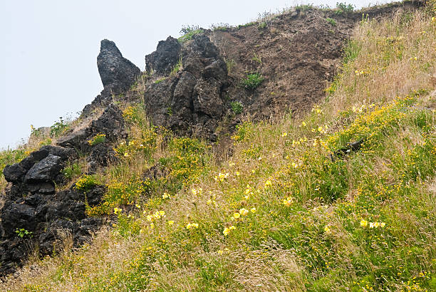 Rock Formation and Wildflowers at Yaquina Head Yaquina Head is a headland extending into the Pacific Ocean on the Oregon Coast. It is managed as a natural area by the United States Bureau of Land Management. In 1980 the United States Congress named the 95 acre headland as an Outstanding Natural Area. The area consists of conifer forests, grassland meadows, bluffs and beaches. At the far end of the headland is the Yaquina Head Lighthouse. This picture is one of the meadows of wildflowers and grasses photographed on a foggy day. Yaquina Head Outstanding Natural Area is near Newport, Oregon, USA. jeff goulden oregon coast stock pictures, royalty-free photos & images