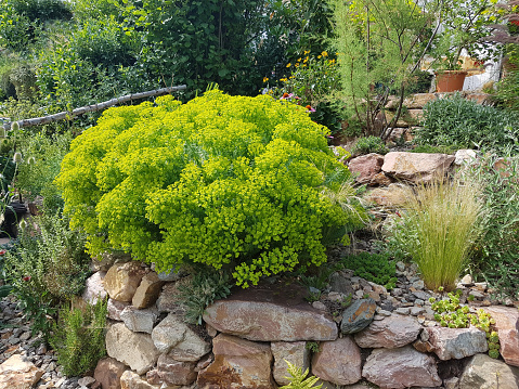 Rock garden, steppe milkweed, euphorbia