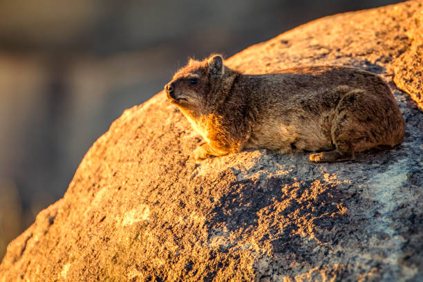 Rock hyrax, Klipspringer, Dassie on a rock in Northern cape, South Africa Rock hyrax, Klipspringer, Dassie on a rock in Northern cape, South Africa augrabies falls national park stock pictures, royalty-free photos & images