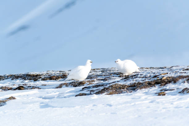 Rock ptarmigan in winter feathering in Spitsbergen tundra. Svalbard, Acrtic stock photo