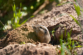 istock Rock Squirrel in burrow 1386022674