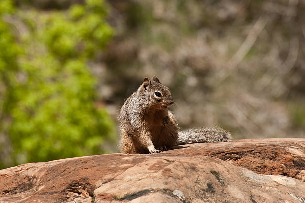 Rock Squirrel on a Boulder The Rock Squirrel (Spermophilus variegatus) is fairly large ground squirrel but can also be seen climbing boulders, rocks and trees. It is typically 17-21 inches long, with a bushy tail up to 8 inches long. Rock squirrels are grayish-brown, with some patches of cinnamon color. They have a light-colored ring around their eyes and pointed ears that project well above their heads. In the northern reach of their habitat, rock squirrels hibernate during the colder months of the year. In southern areas, rock squirrels may not hibernate at all. The diet of the rock squirrel is predominantly herbivorous, consisting mostly of leaves, stems and seeds. They may also eat some insects and other small animals. Because of high human visitation, rock squirrels have become the most dangerous animals at the national parks of the American Southwest. Rock squirrels attack more tourists at the Grand Canyon than any other wild animal. Attacks have become so common that park rangers have begun warning tourists about the dangers. This rock squirrel was photographed by the Riverside Walk in Zion National Park near Springdale, Utah, USA. jeff goulden squirrel stock pictures, royalty-free photos & images