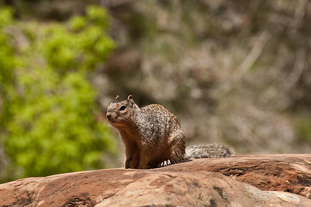 Rock Squirrel on a Boulder The Rock Squirrel (Spermophilus variegatus) is fairly large ground squirrel but can also be seen climbing boulders, rocks and trees. It is typically 17-21 inches long, with a bushy tail up to 8 inches long. Rock squirrels are grayish-brown, with some patches of cinnamon color. They have a light-colored ring around their eyes and pointed ears that project well above their heads. In the northern reach of their habitat, rock squirrels hibernate during the colder months of the year. In southern areas, rock squirrels may not hibernate at all. The diet of the rock squirrel is predominantly herbivorous, consisting mostly of leaves, stems and seeds. They may also eat some insects and other small animals. Because of high human visitation, rock squirrels have become the most dangerous animals at the national parks of the American Southwest. Rock squirrels attack more tourists at the Grand Canyon than any other wild animal. Attacks have become so common that park rangers have begun warning tourists about the dangers. This rock squirrel was photographed by the Riverside Walk in Zion National Park near Springdale, Utah, USA. jeff goulden zion national park stock pictures, royalty-free photos & images