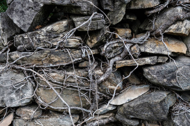 rock texture or background in nature stock photo