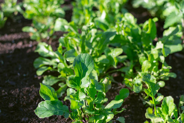 Rocket or arugula salad is growing in the garden at sunny summer day Rocket or arugula salad is growing in the garden at sunny summer day arugula stock pictures, royalty-free photos & images