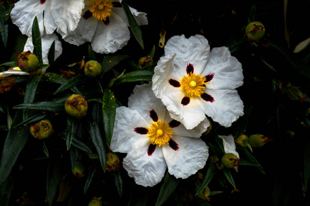 rockrose flower (cistus ladanifer) close up. - rock rose imagens e fotografias de stock