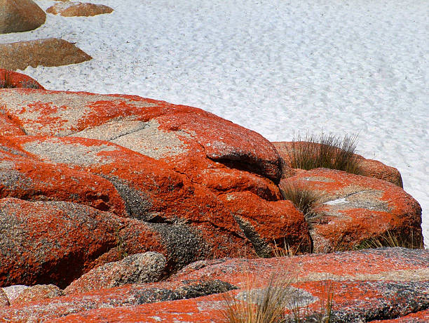 Rocks & Algae, St Helens, Tasmania stock photo