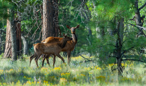 Rocky Mountain Elk Herd stock photo