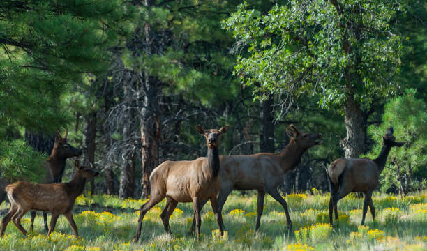 Rocky Mountain Elk Herd The Rocky Mountain Elk (Cervus canadensis nelsoni) is a Western North America subspecies of elk found in the Rocky Mountains and adjacent ranges. In the winter, elk are mostly found in lower elevation open forests and floodplain marshes. In the summer the elk migrates to the alpine meadows and subalpine forests. Elk can reside in a diverse range of habitats but are most often found in forests and forest edges. In mountainous regions they often stay at lower elevations in the winter and migrate to higher elevations during the warmer months. This herd of elk was photographed while grazing in a meadow on Campbell Mesa near Flagstaff, Arizona, USA. jeff goulden wildlife stock pictures, royalty-free photos & images
