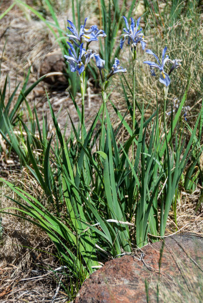 Rocky Mountain Irises The Rocky Mountain Iris (Iris missouriensis) is easily identified because it is the only iris species growing east of the Sierra Nevada and Cascade mountain ranges.  It blooms May to July in streambanks, meadows, woodland margins generally in moist locations, from near sea level to 11,000 feet elevation.  Most of the plants have a pale lavender colored flower.  This group of irises was photographed by the Arizona Trail on Hart Prairie in the Coconino National Forest near Flagstaff, Arizona, USA. jeff goulden wildflower stock pictures, royalty-free photos & images