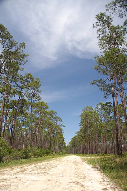 Rod in forest Florida with blue sky and some clouds stock photo